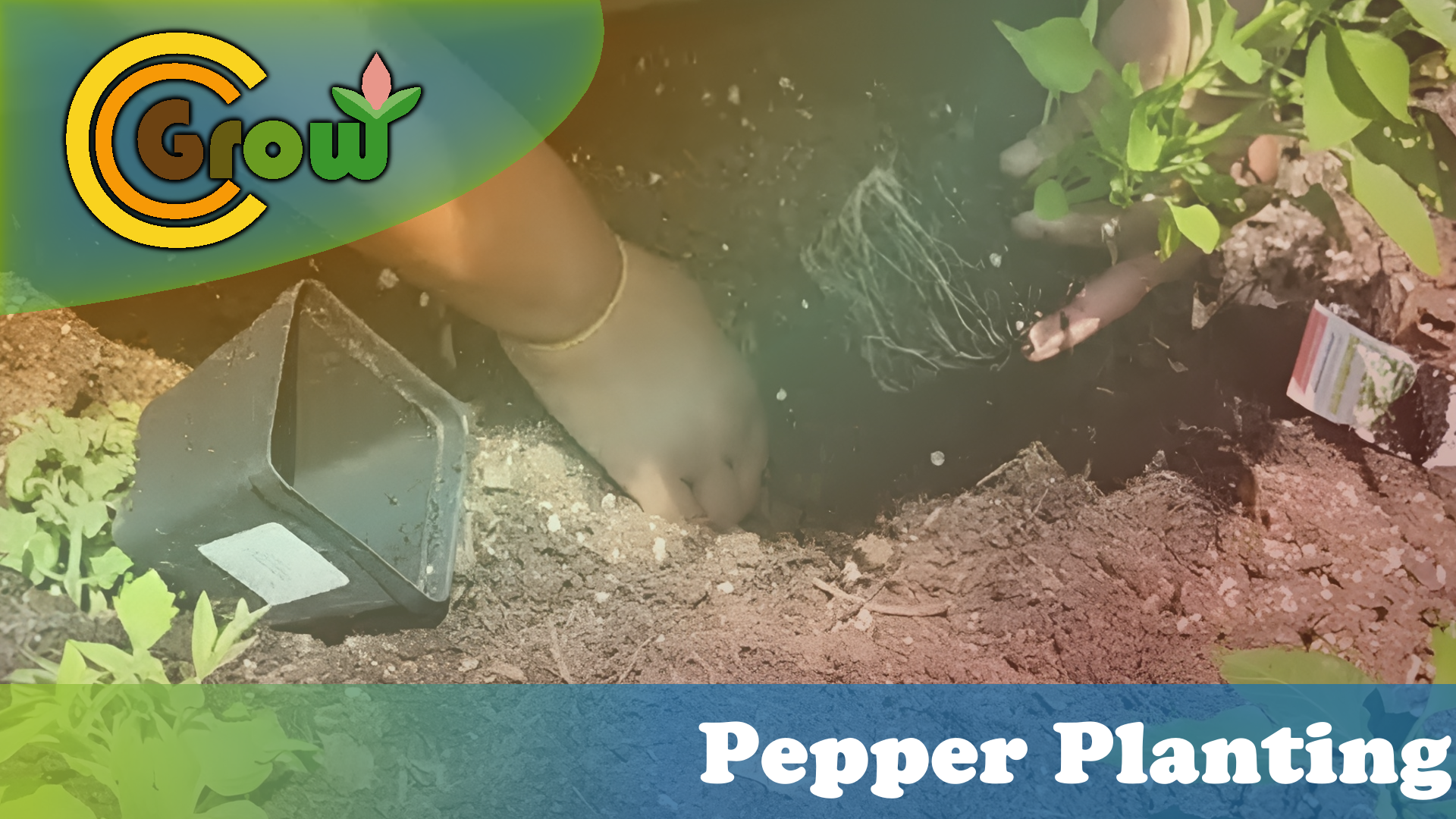 May 10: Pepper Planting